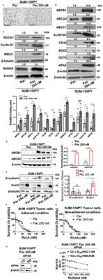 Targeting of the Eukaryotic Translation Initiation Factor 4A Against Breast Cancer Stemness